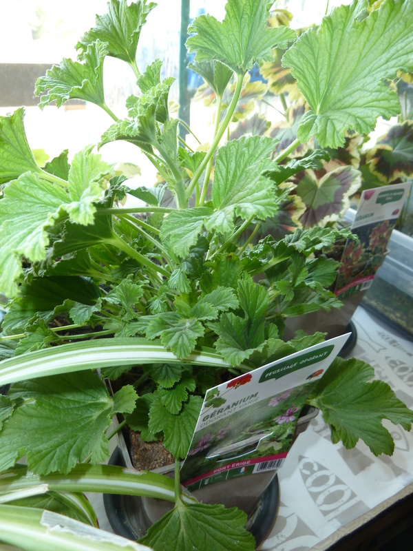 Géranium odorant (citronnelle) P1020419