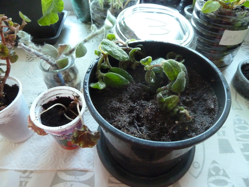 Ma dernière arrivée suite échange un streptocarpus saxorum P1020529
