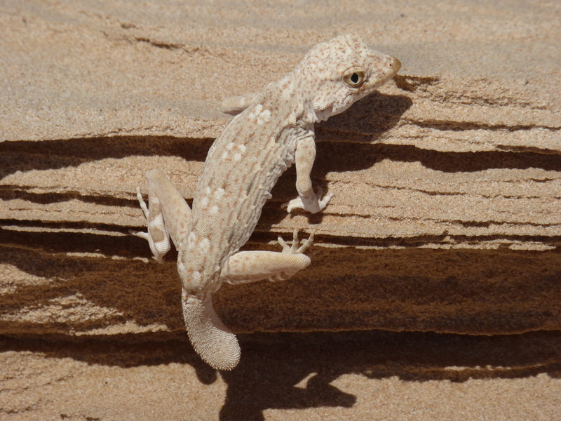gecko scorpion ? P1080010