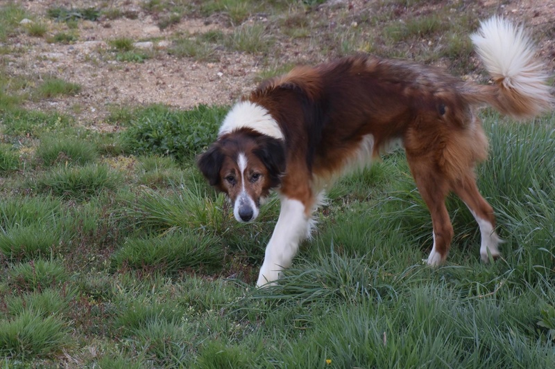 Jana Colley 3 ans & Rocky x Colley 11 ans 18056310