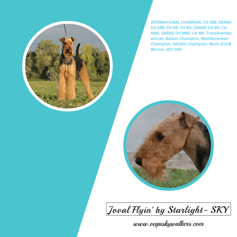Erdel terijer / Airedale Terrier ☛ SLOBODAN ZA PARENJE / AVAILABLE FOR STUD / USA import  Sky-jo10