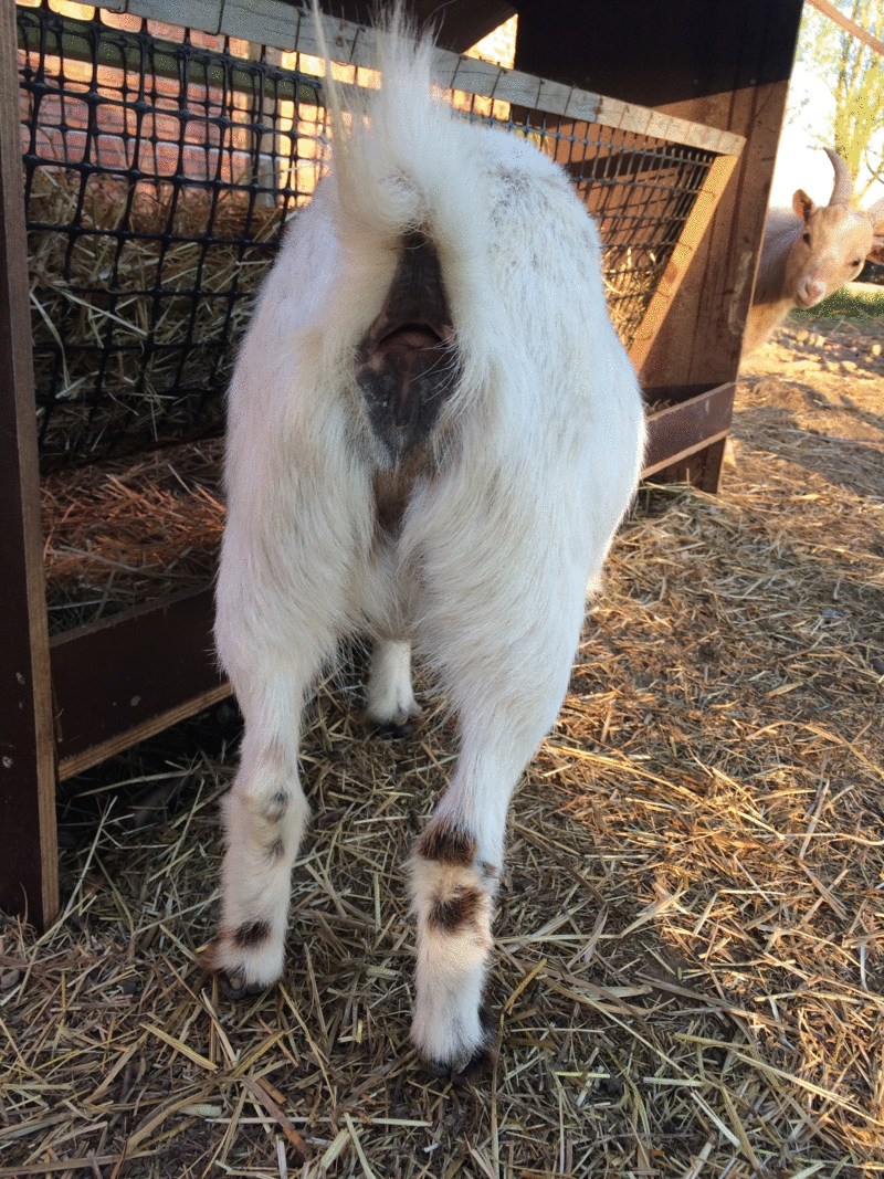 Gestation de Lola J45310