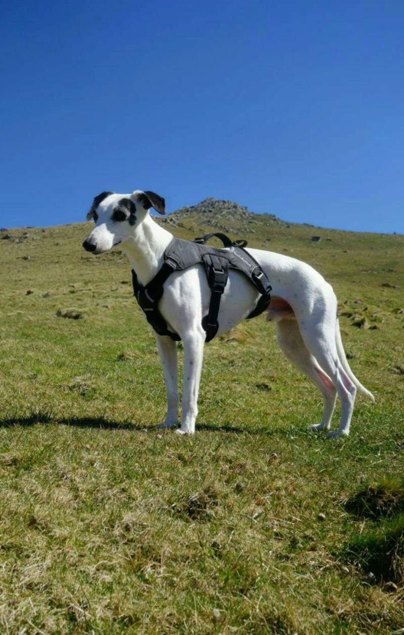 Menphis whippet 2 ans blanc avec des tâches noires bringée reservé Receiv11