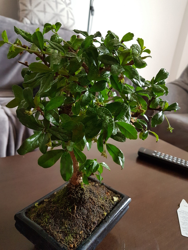 Caídas de hoja en mi bonsai 20170412