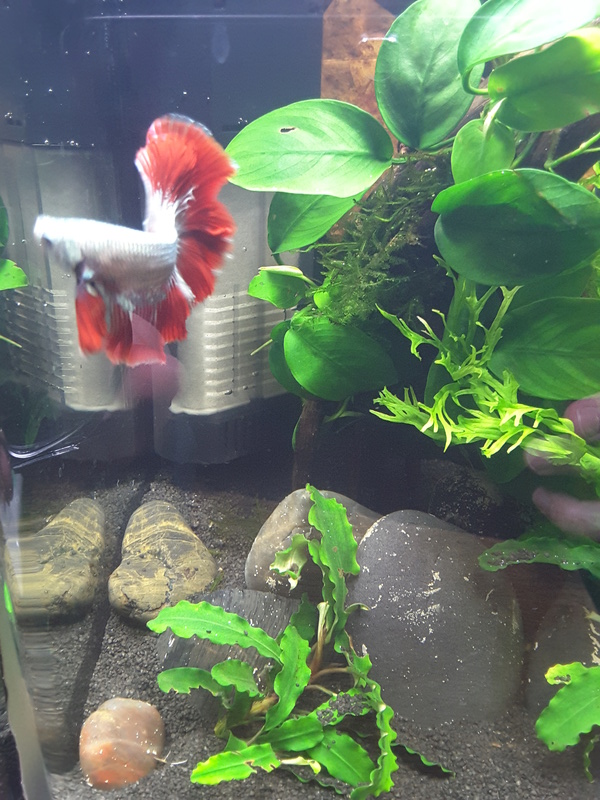 Petite histoire de mon betta chéri d'amour. 20170415