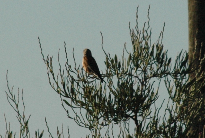 Pedido de ID - Passeriforme - Marinha do Baeta - Olhão - 20/05/2017 Dsc_6813