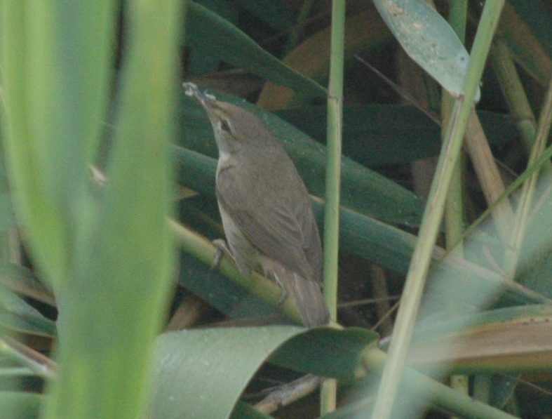 Pedido de ID - Felosa - Barroca D`Alva - 13/06/2017 Dsc_8813