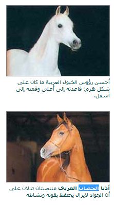 الحصان العربي و صفاته Oeo_oa11
