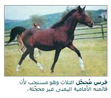 الحصان العربي و صفاته Oeo_oa13