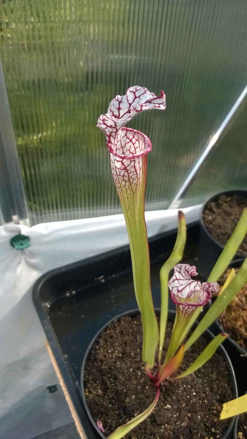 Mes Sarracenia Wp_20116