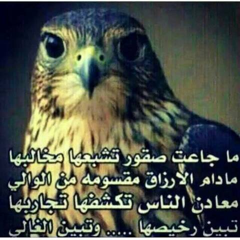 افضل شعر نبطي حكم