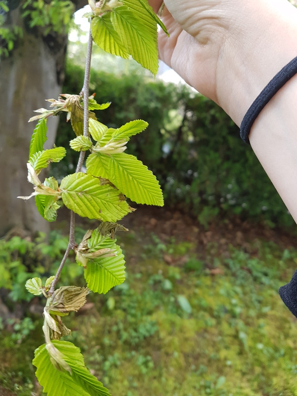 Arbre approprié pour faire des perchoirs? 20170513