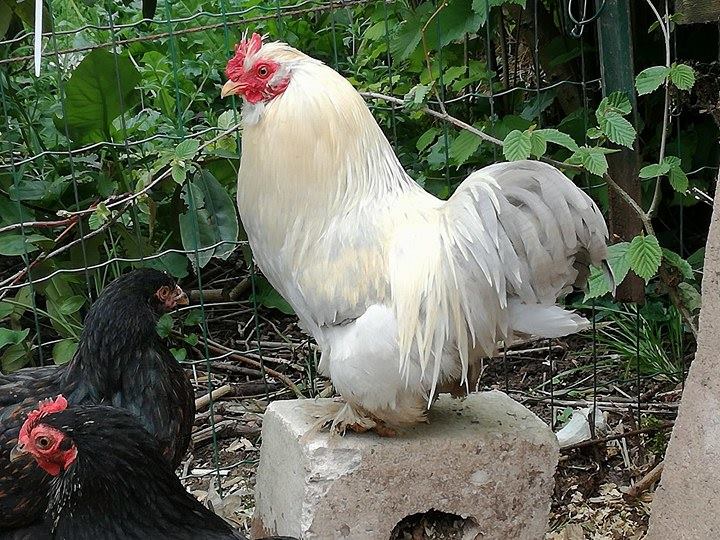 bonjour, comment savoir de quelle couleur seront les poussins à l'âge adulte? 18308712