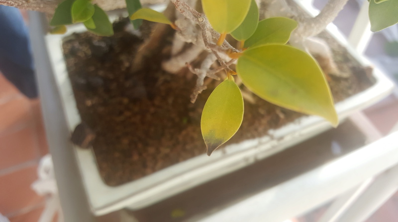 Ayuda -  Ficus 20 años hojas amarillas y negras 20170513