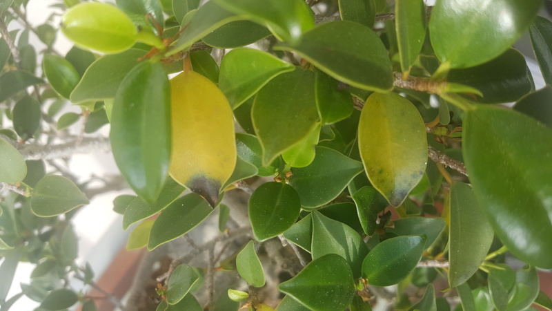 ficus - Ayuda -  Ficus 20 años hojas amarillas y negras 20170514