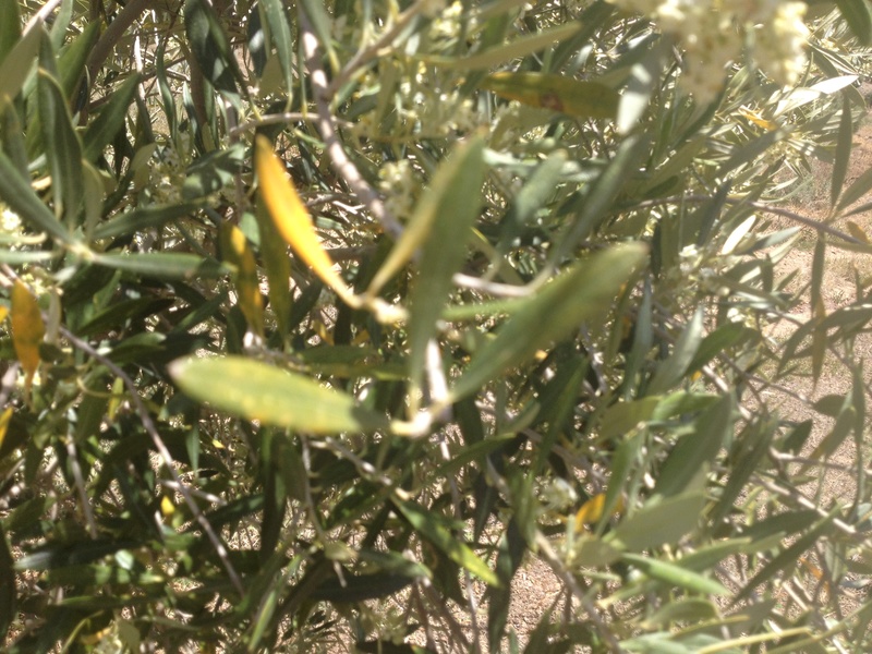 ¿Qué tipo de carencia tienen estos olivos? (Jaén) 02310