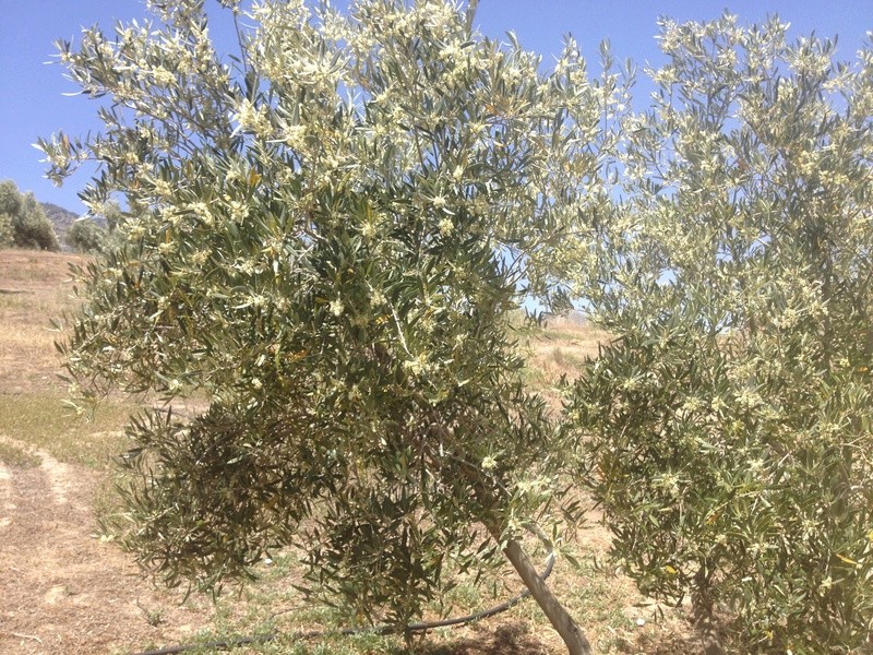 ¿Qué tipo de carencia tienen estos olivos? (Jaén) 02510