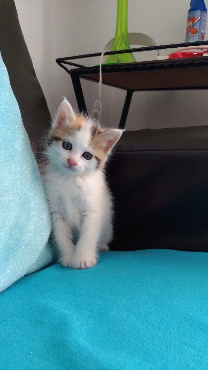 NÉFERTITI, née le ??/04/2017 P_201718