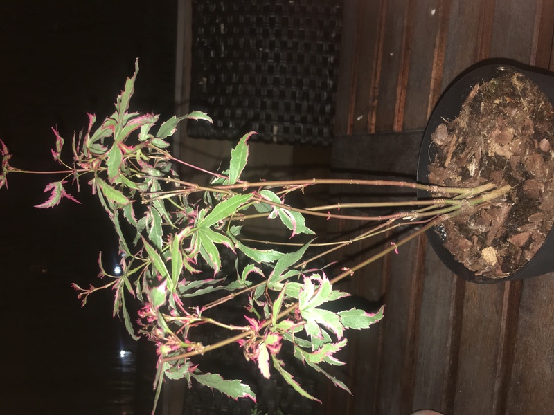 Presentación y mis nuevos bonsais. Ayuda urgente Carmona Img_4713