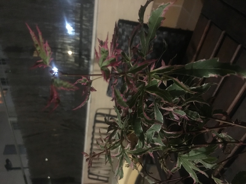 Presentación y mis nuevos bonsais. Ayuda urgente Carmona Img_9512