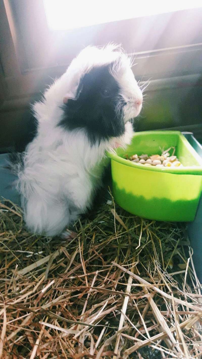 URGENTE! Regalo cobaya peruviana blanca y negra (Barcelona) Whatsa15