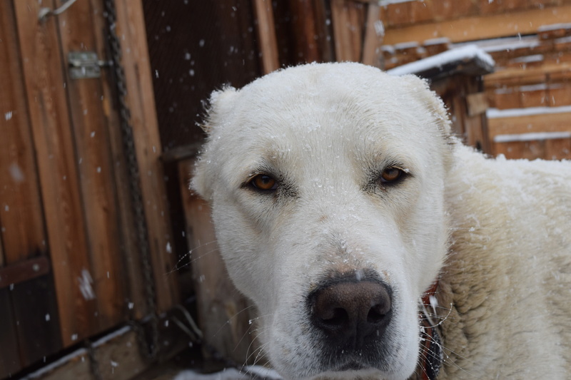 Шер Гиз в Забайкалье - Страница 5 Dsc_0920