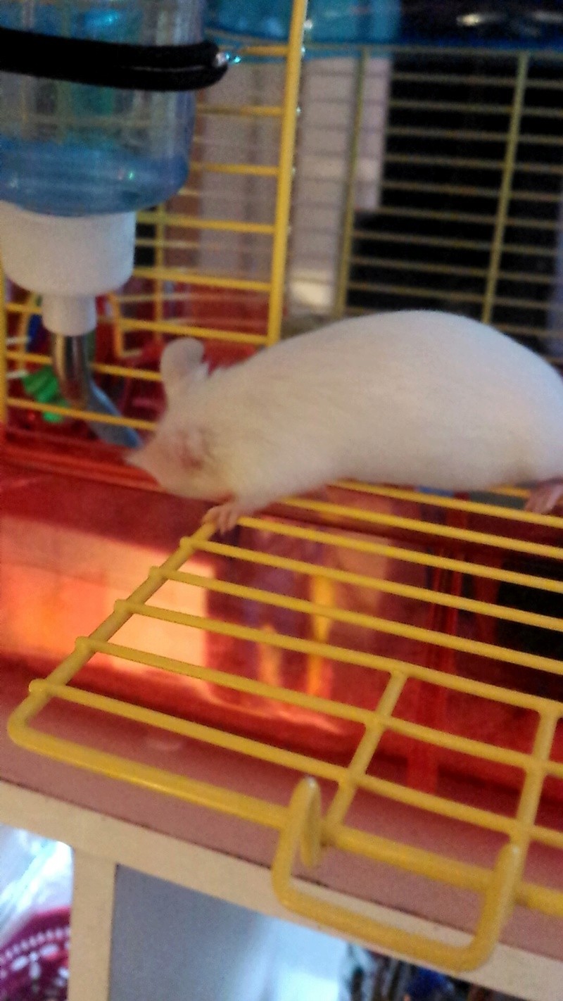 Henlo! Chedda14