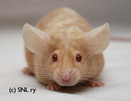 Please help! Adopted orphaned mouse! Fawnbr10