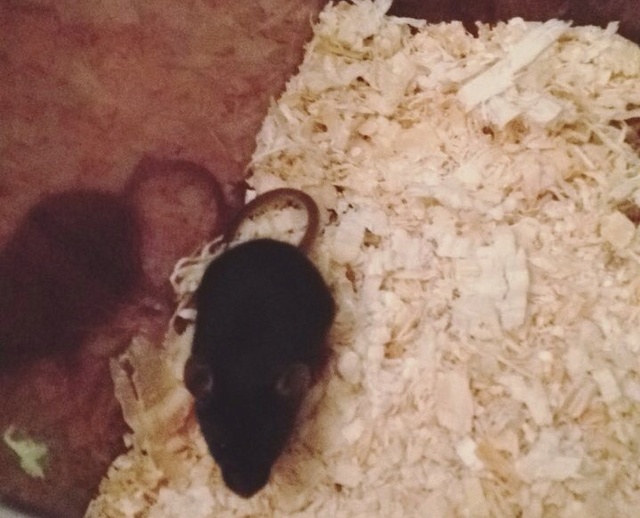 Please help! Adopted orphaned mouse! Jj11