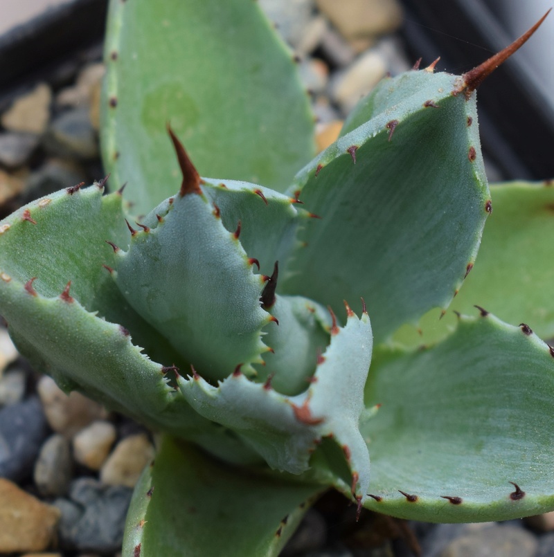 Agave "Cubic" Agave_11
