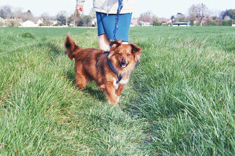 CARLA - femelle, née environ août 2015, croisée, taille petite à moyenne - REMEMBER ME LAND - Adoptée par Corinne (depart21) - Page 3 Imm02312