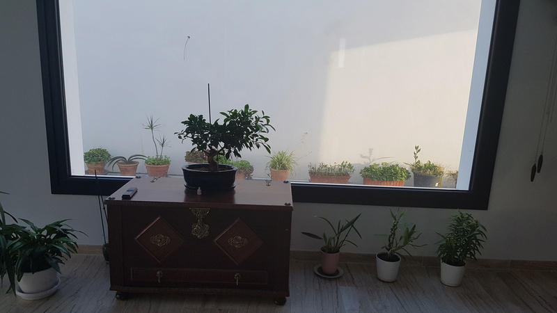 Bonsai Ficus, que ya creo que no lo parece 20170510