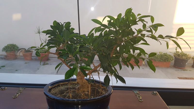 Bonsai Ficus, que ya creo que no lo parece 20170512
