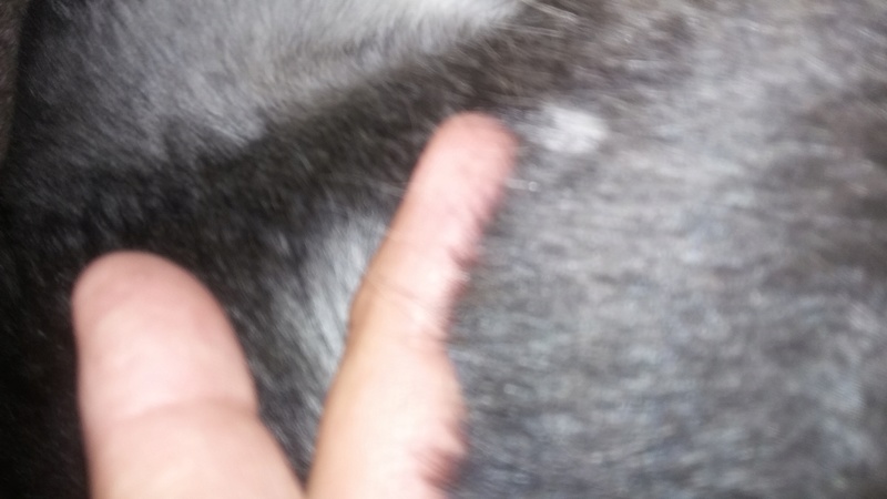 Rare spots in Puppy fur Spots_11
