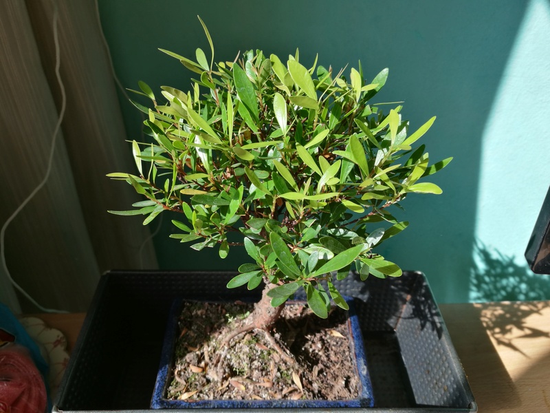 bonsái - Mi primer bonsai (¿Qué tipo es?) Peque210