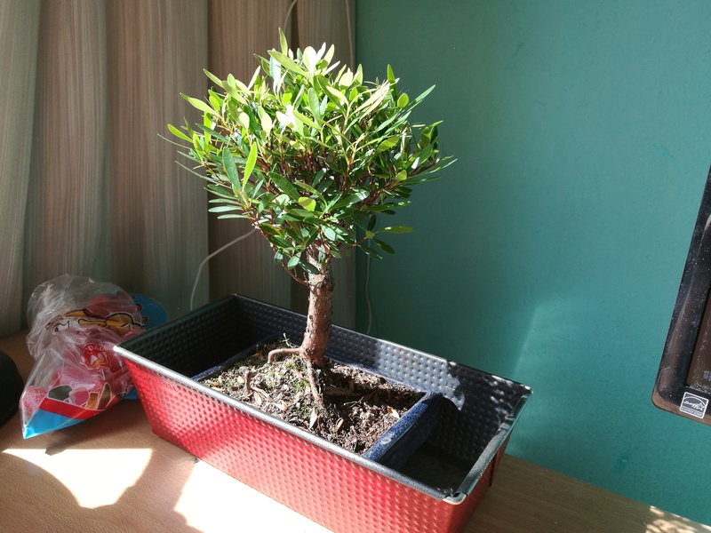 Mi primer bonsai (¿Qué tipo es?) Peque310