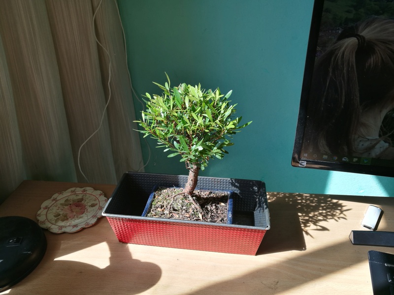 bonsái - Mi primer bonsai (¿Qué tipo es?) Peque410