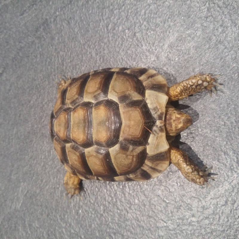 Identification tortue 20170310