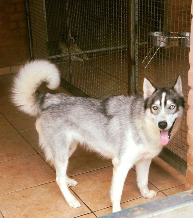 Is my Husky a Wolf Grey / Agouti? And what about his coat?  18136910