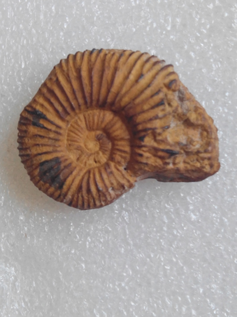 Serie ammonites Img_2015