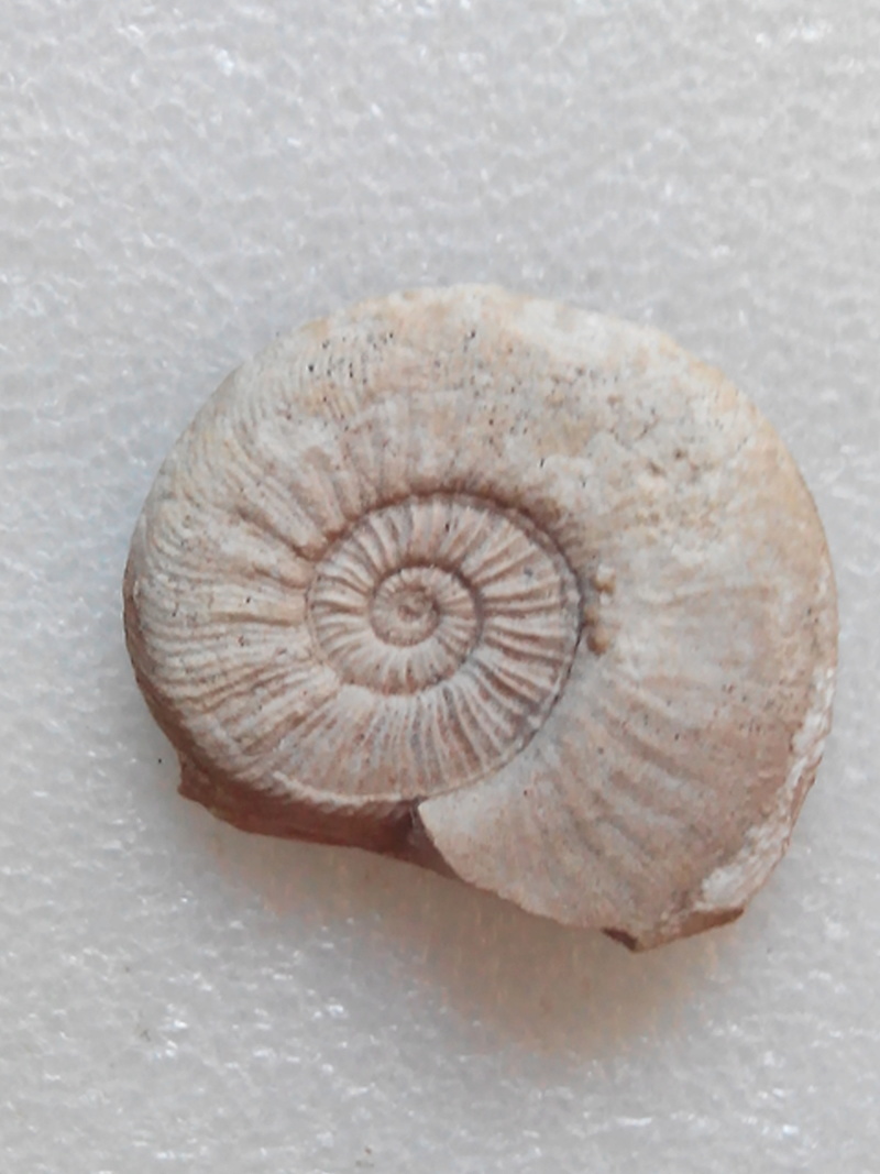 Serie ammonites Img_2020