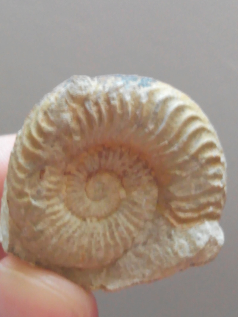 Serie ammonites Img_2023