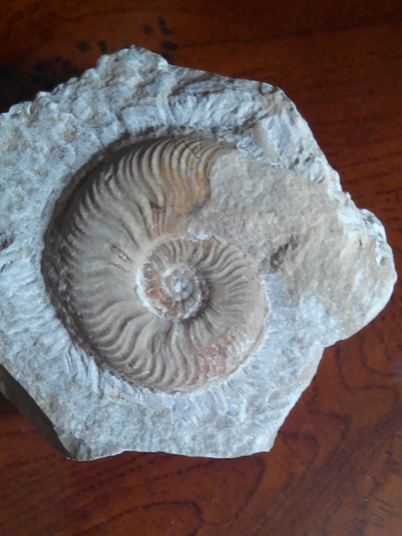 Serie ammonites Pleyde10