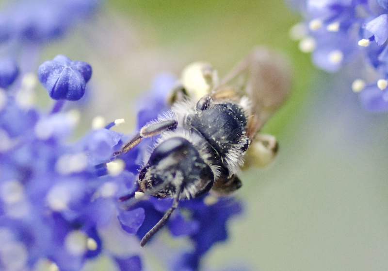 Hymenoptera- Andrene ou Halicte ? 710