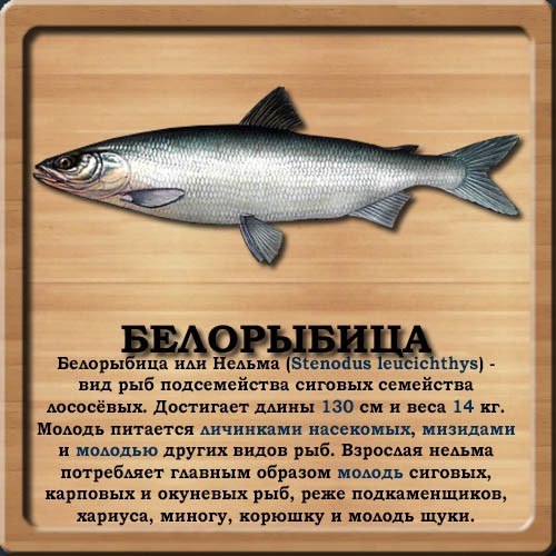 База знаний о рыбе E4skte11