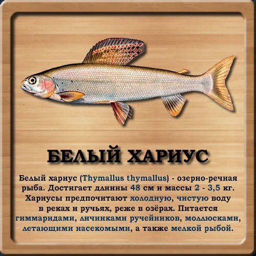 База знаний о рыбе Lkzw8710