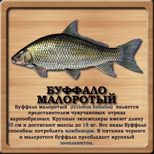База знаний о рыбе Qpbx9_10