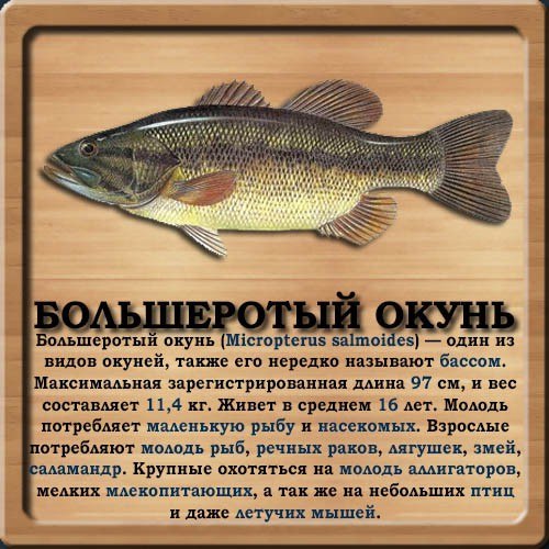 База знаний о рыбе Vvgqjr10