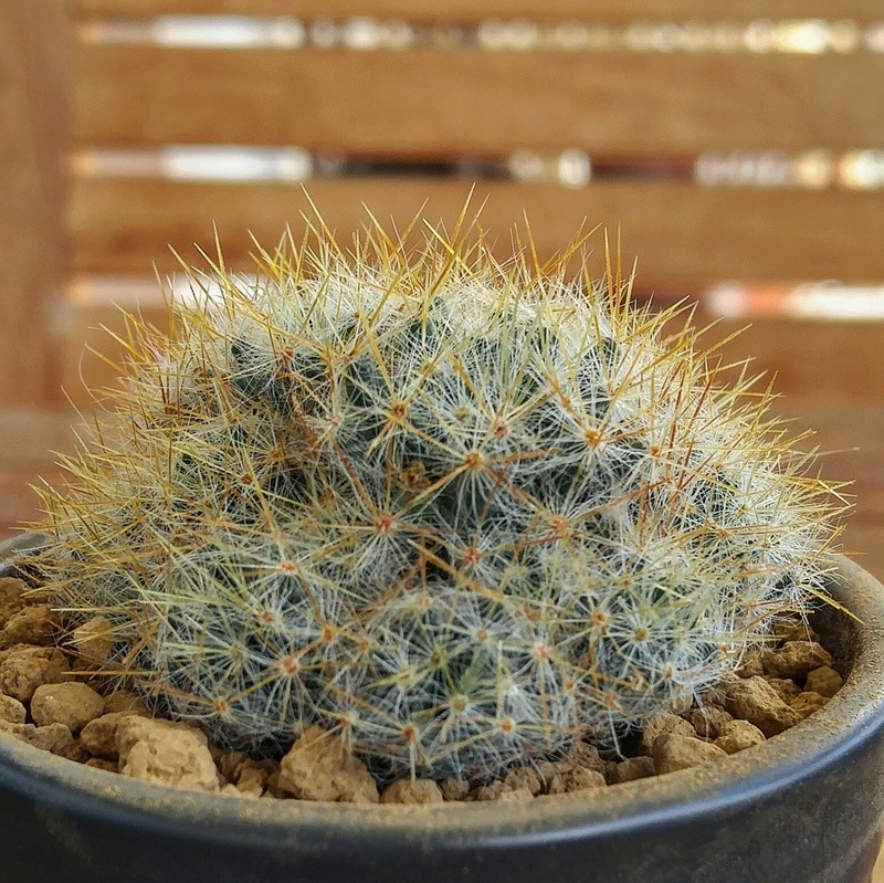 Besoin d'aide pour identifier Cactus en "touffe" 20170611