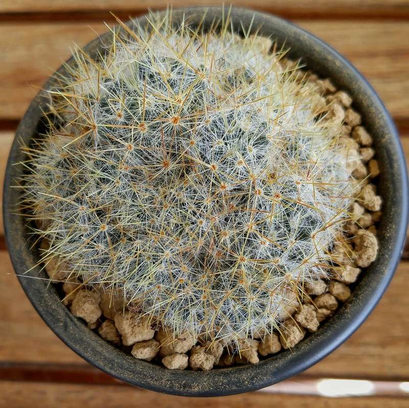 Besoin d'aide pour identifier Cactus en "touffe" 20170612